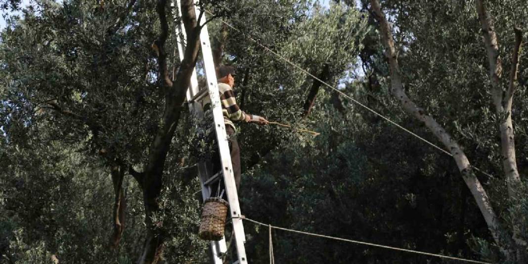 Çin’den ödüllü zeytinde hasat vakti geldi! Kilosu 400 TL’den satılıyor: 12 metre yükseklikten özenle toplanıyor 4